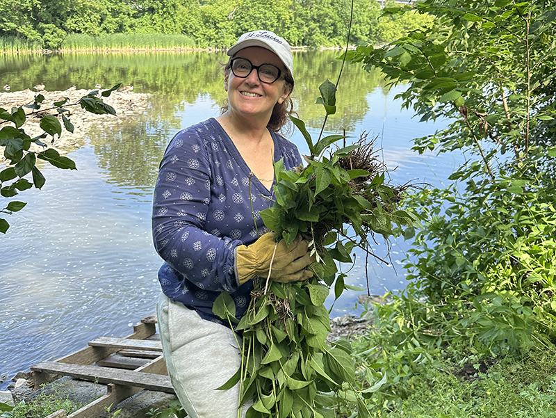 A volunteer shows off her haul of removed dog strangling vine