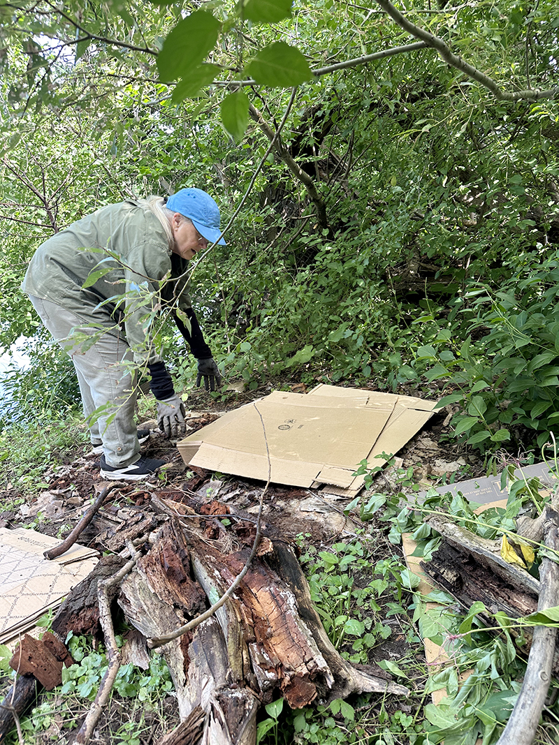 A volunteer lays cardboard over a cleared area