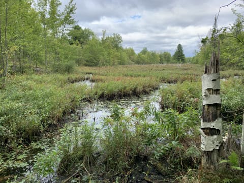 A wetland on RVCA property near Perth.