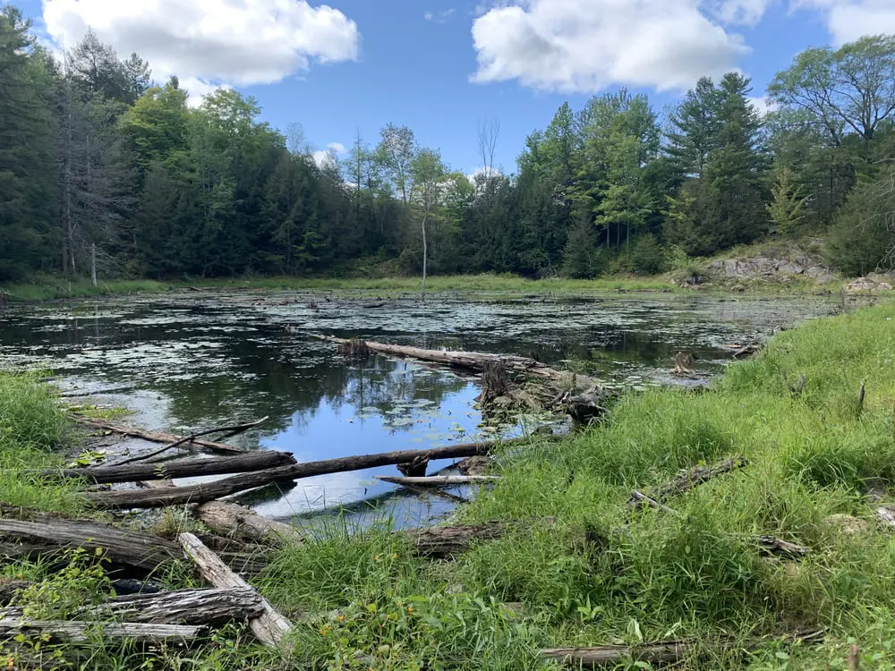 creek with logs along shore