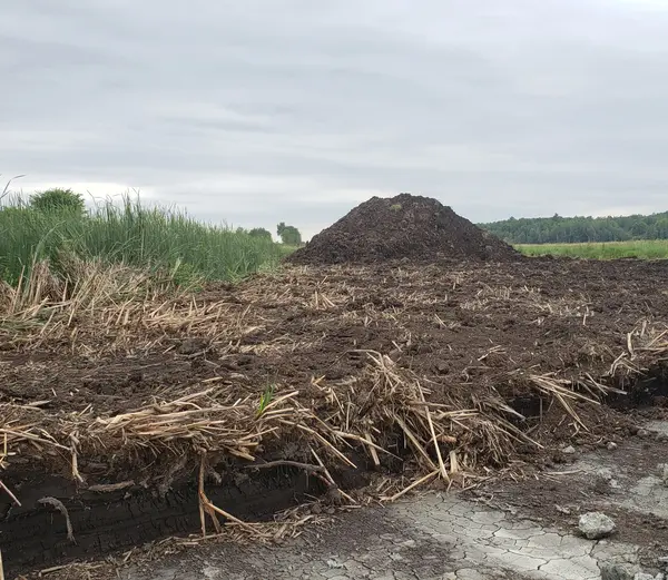 A large pile of excavated soil from a wetland shows the dense plant materials contained in the soils