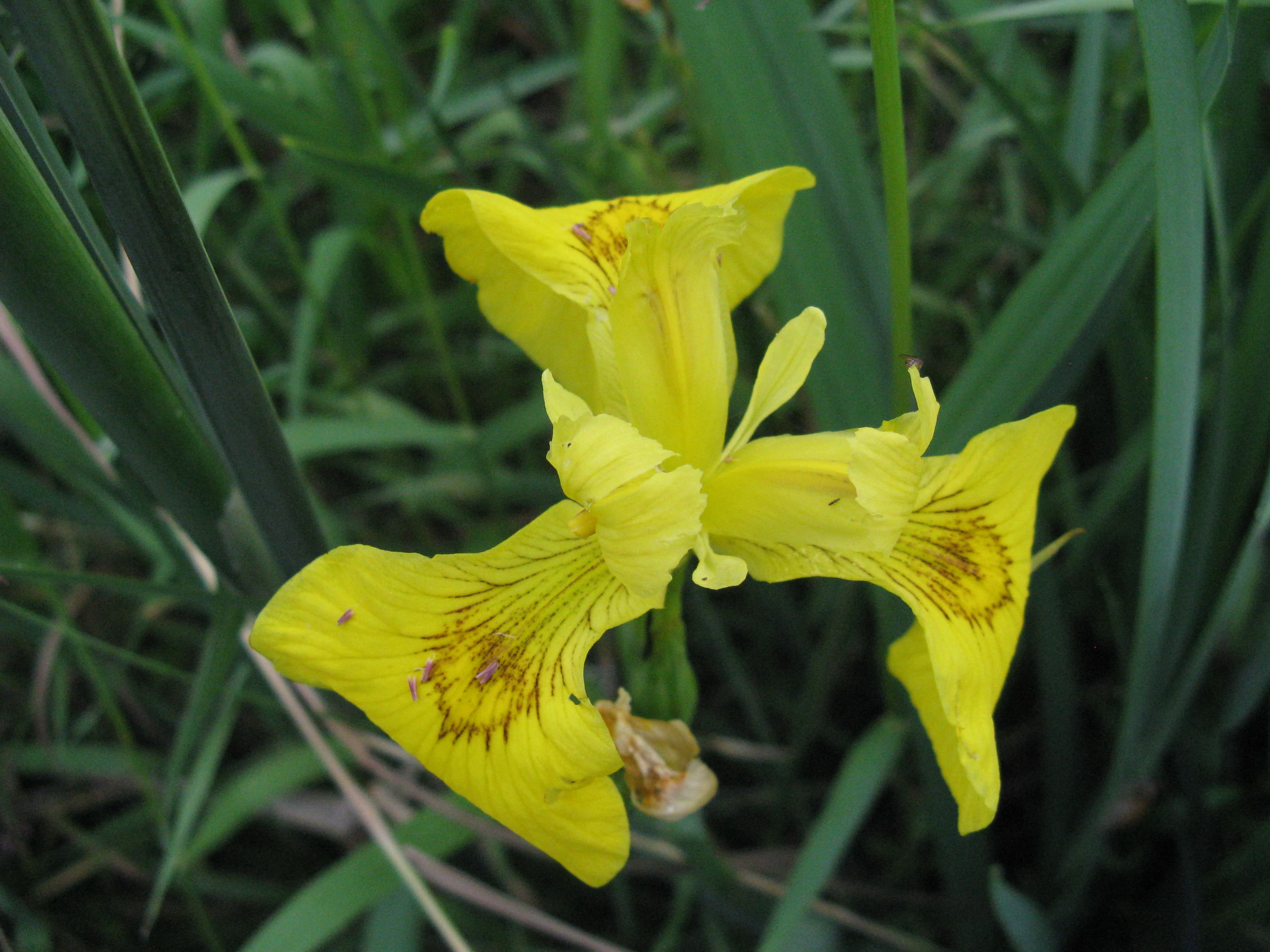 invasive yellow iris