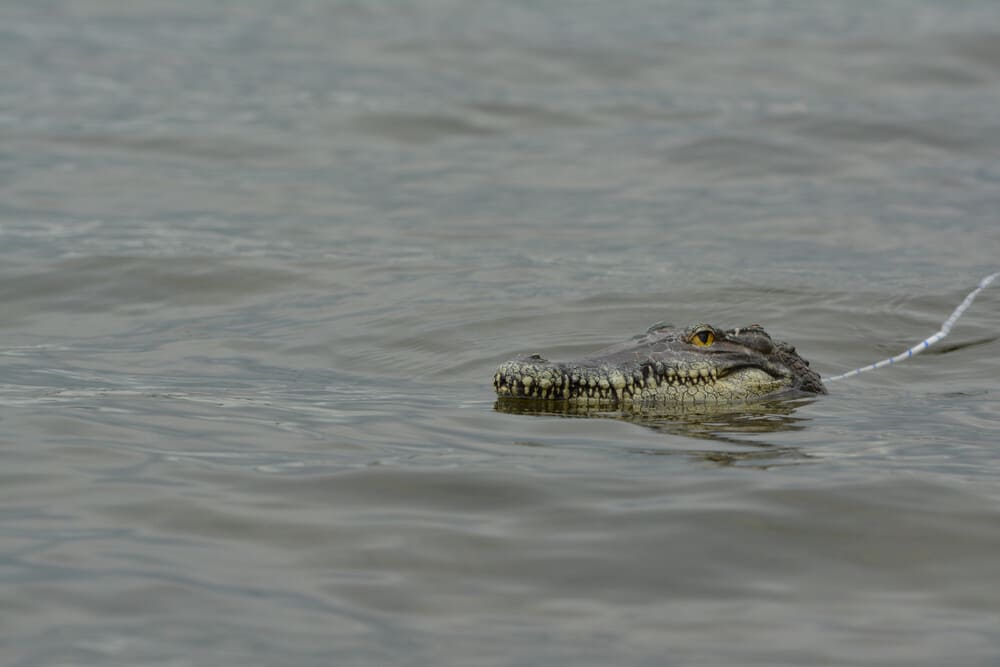 gator decoy