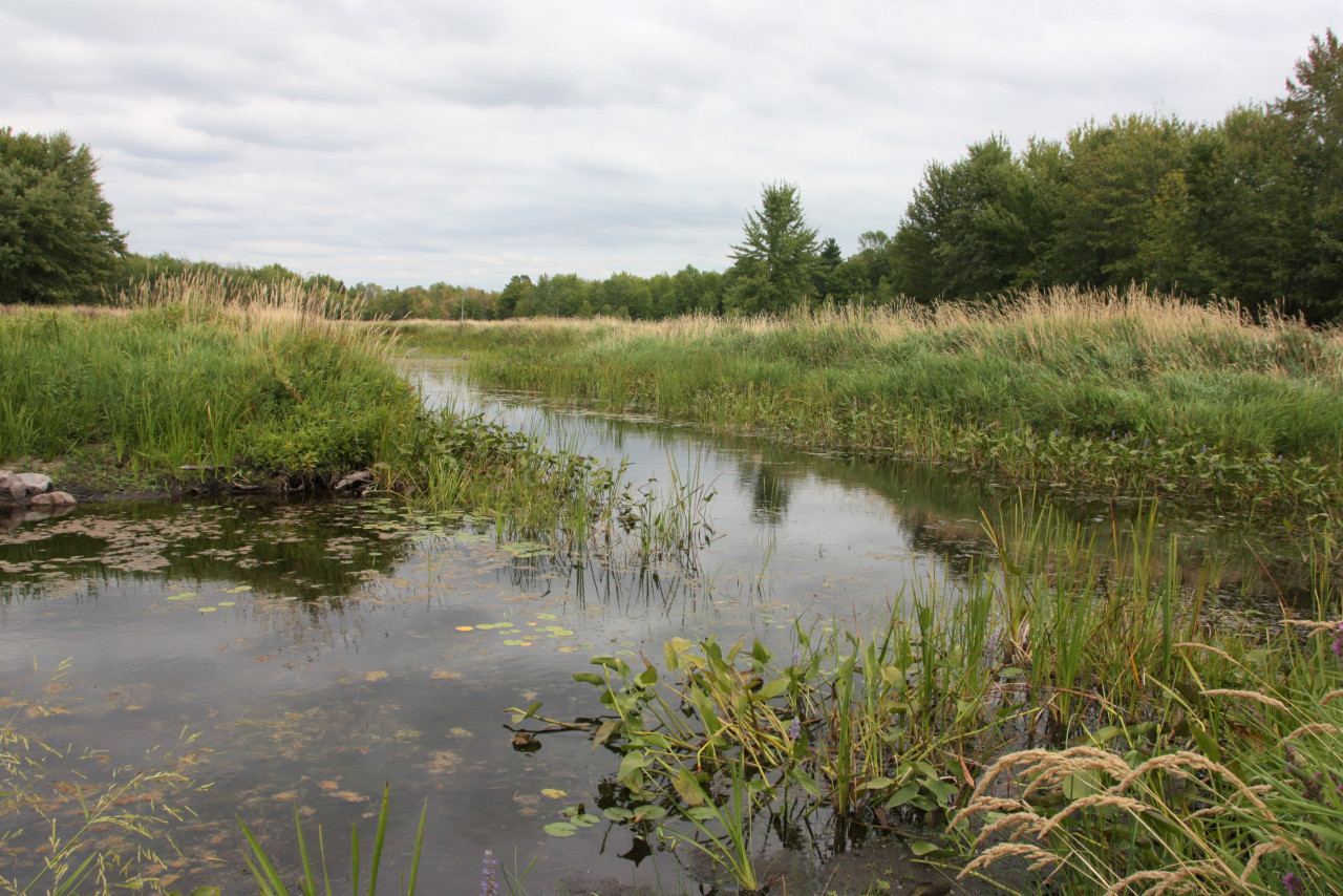 A natural creek is surrounded by reeds and trees