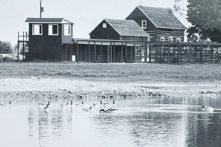 A black and white photo shows Canada Geese swimming in a pond in front of pens and barns