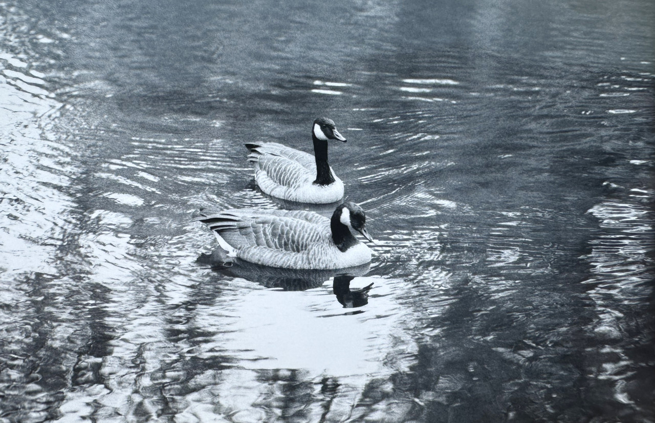 Two Canada Geese swim in water in a historic black and white photo