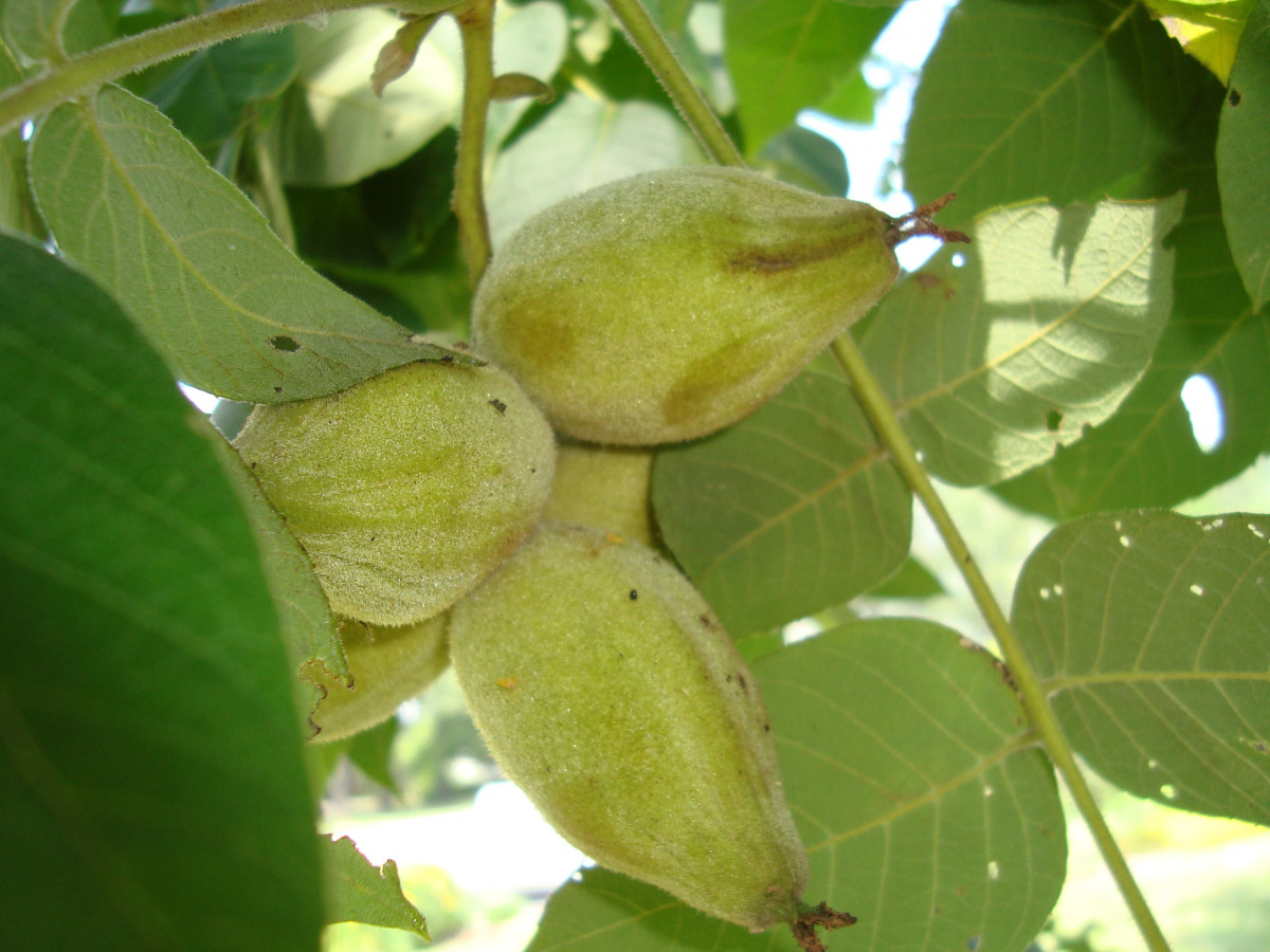 Butternut Tree Fruit / Butternut Or White Walnut Juglans Cinerea Is A Deciduous Tree Native To Northeastern Usa And Stock Photo Picture And Rights Managed Image Pic Vd7 3248041 Agefotostock / The nut (or husked fruit) is as large as a pecan, and the shell is quite rough.