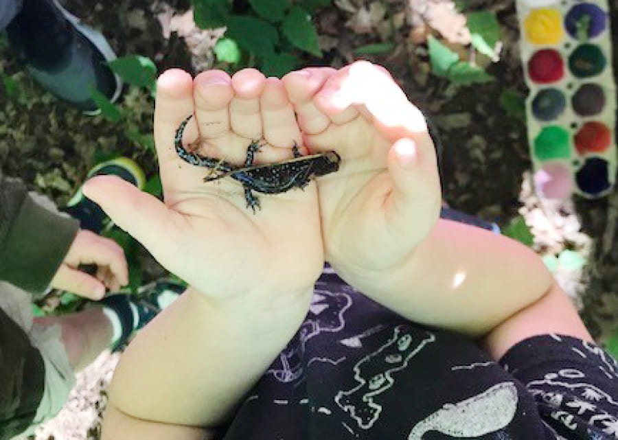 forest school - hands holding a salamander