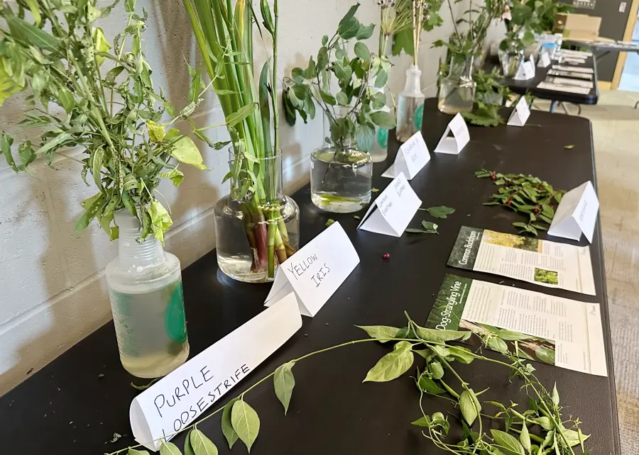 table full of invasive species of plants