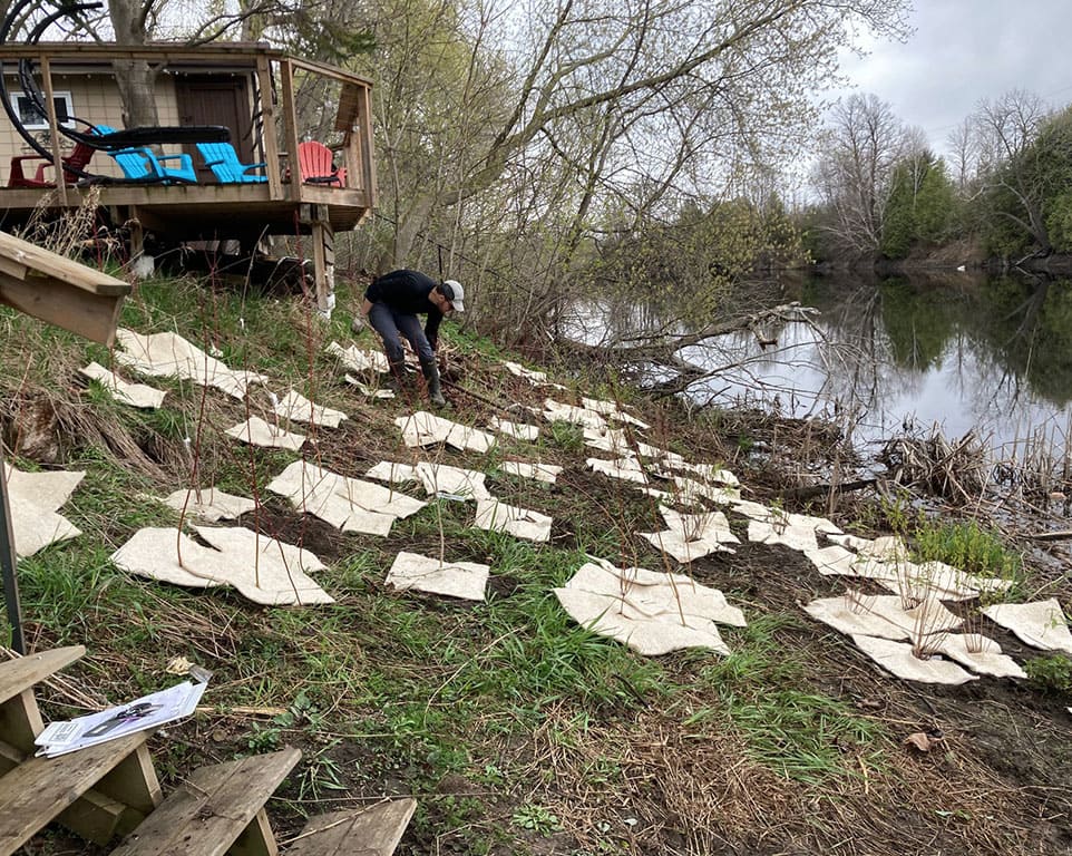 shoreline naturalization