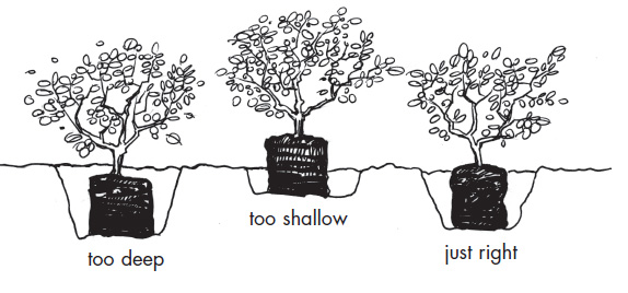 illustration showing how to properly plant potted stock