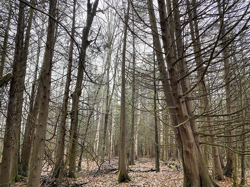 A cedar deer yard at the newly donated wetland.