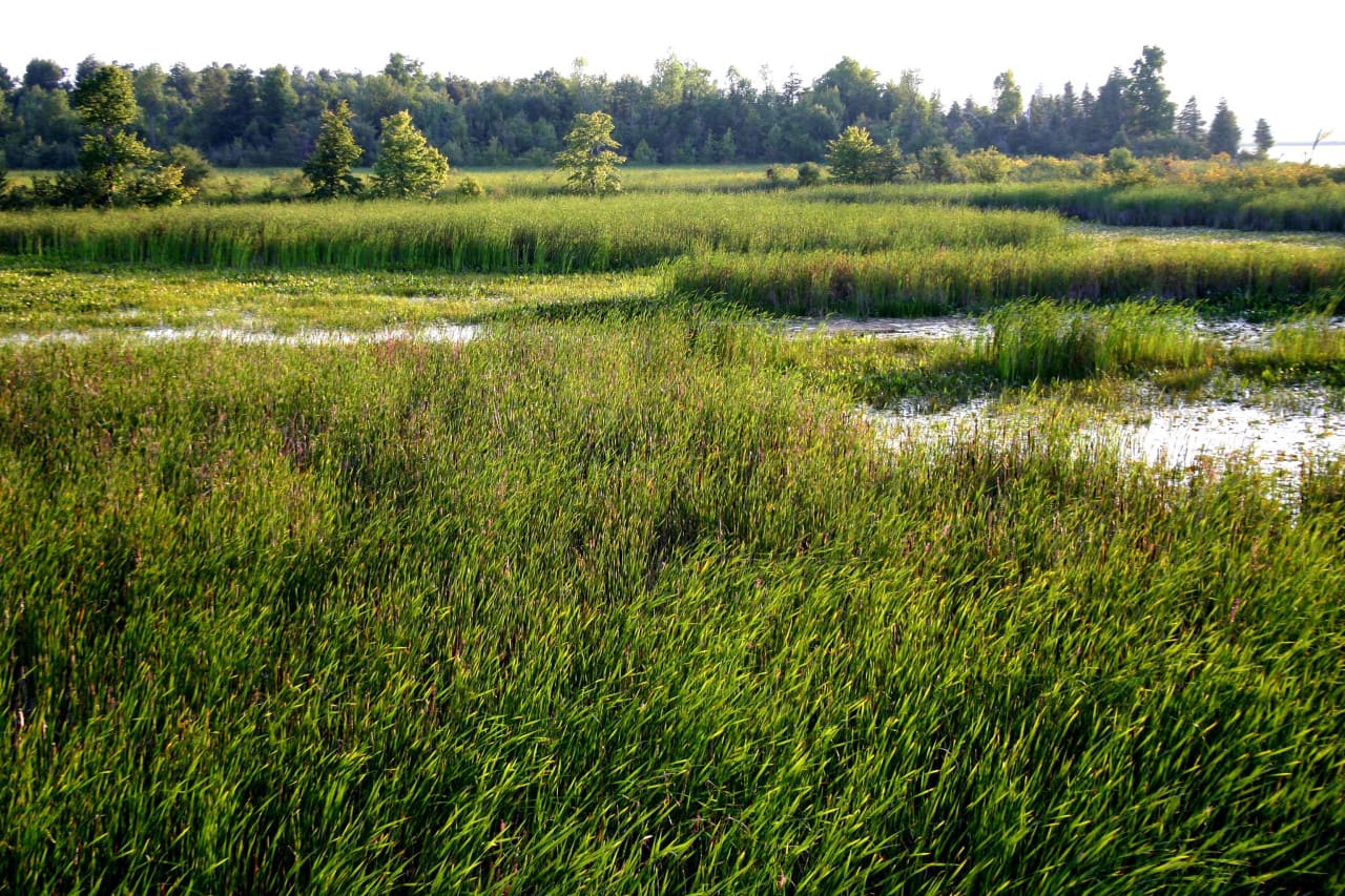 Wetlands are critical natural infrastructure that protect us against floods, clean our drinking water and provide habitat.