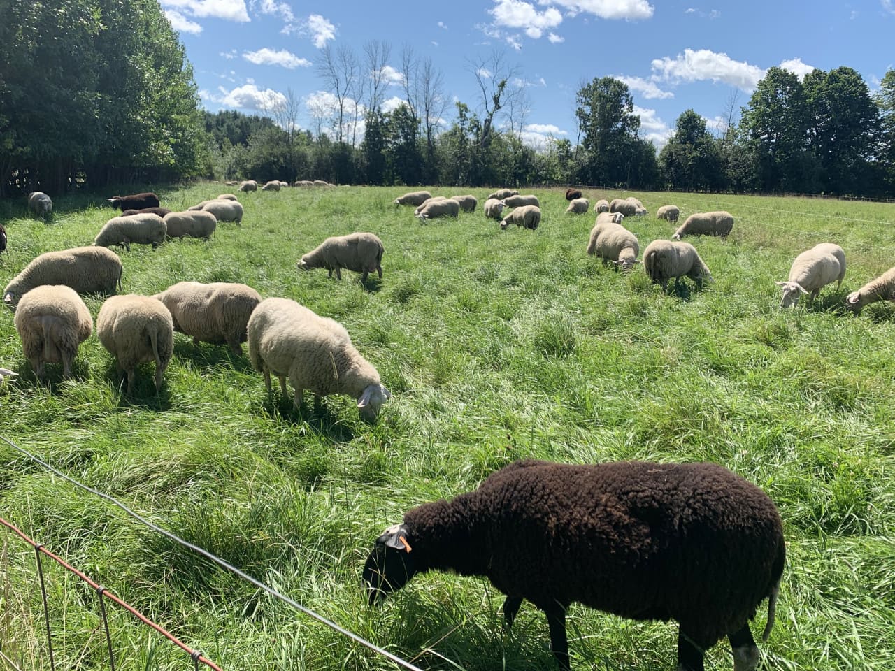 Milk House Farm's dairy sheep graze in fenced fields.