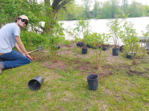 100,000 Shoreline Plants!