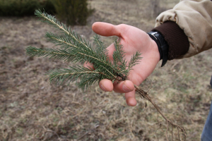 Skip the bouquet! Spring for a tree this Mother&#039;s Day