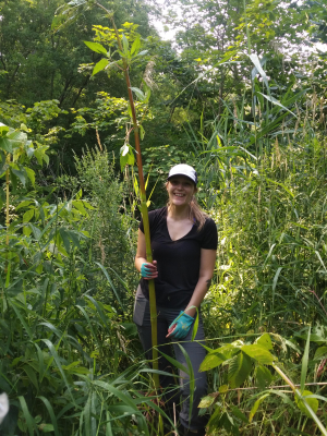 Volunteers remove Himalayan Balsam along Taylor Creek.