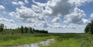 Hutton Creek Marsh getting makeover thanks to generous grant